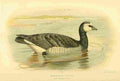 Thorburn Archibald 1885 Goose Barnacle A4 Photo Print