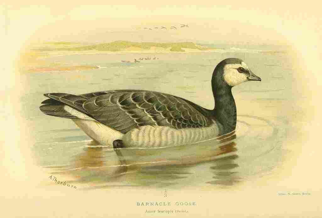 Thorburn Archibald 1885 Goose Barnacle A4 Photo Print
