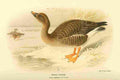 Thorburn Archibald 1885 Goose Bean A4 Photo Print