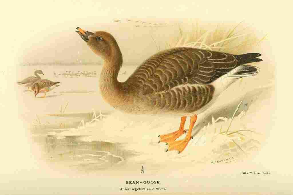 Thorburn Archibald 1885 Goose Bean A4 Photo Print