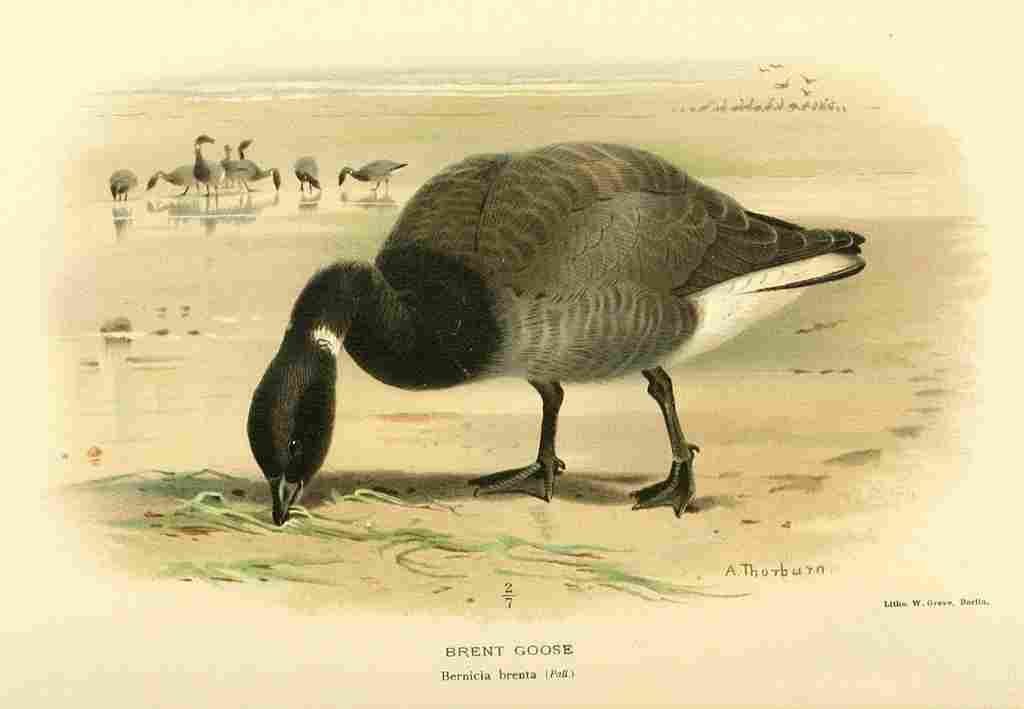 Thorburn Archibald 1885 Goose Brent A4 Photo Print