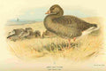 Thorburn Archibald 1885 Goose Grey Lag A4 Photo Print