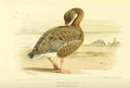 Thorburn Archibald 1885 Goose Pink footed A4 Photo Print