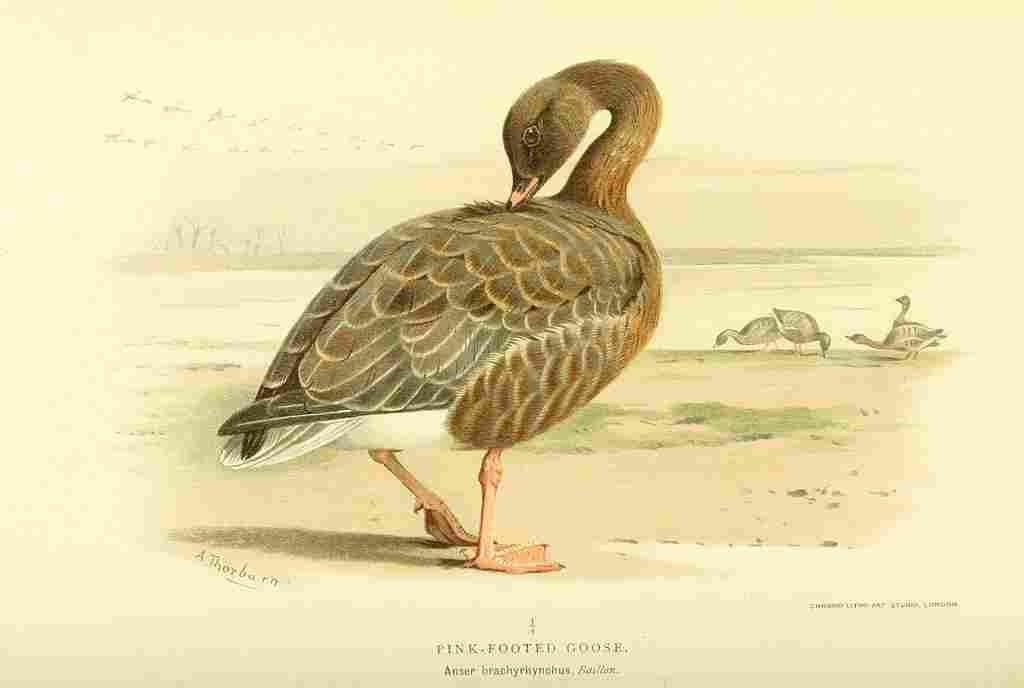 Thorburn Archibald 1885 Goose Pink footed A4 Photo Print