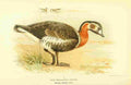 Thorburn Archibald 1885 Goose Red breasted A4 Photo Print