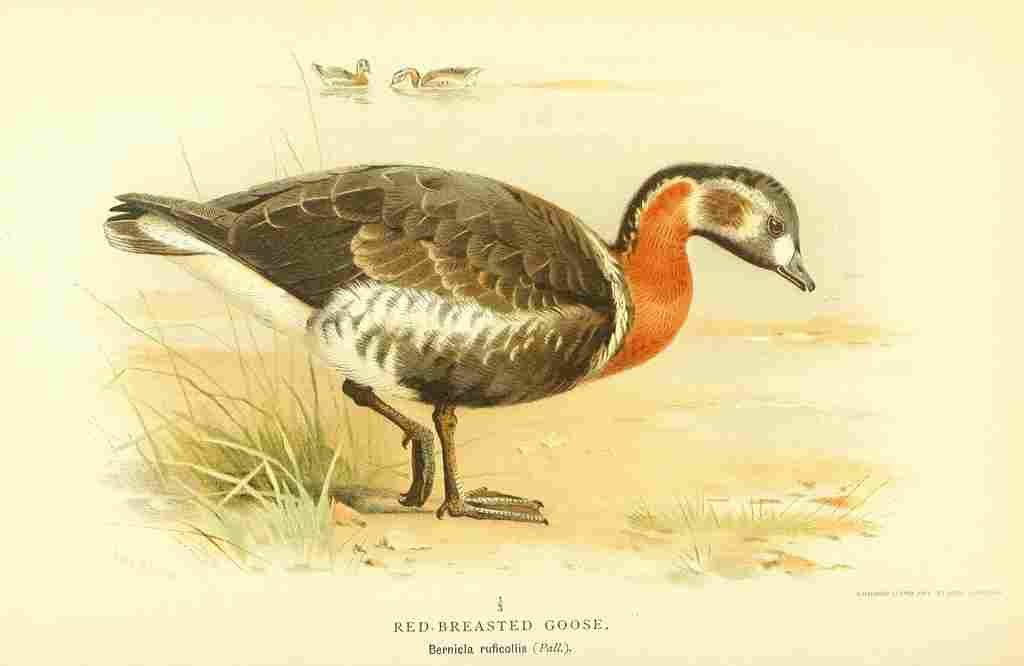 Thorburn Archibald 1885 Goose Red breasted A4 Photo Print