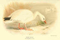 Thorburn Archibald 1885 Goose Snow A4 Photo Print