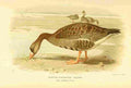 Thorburn Archibald 1885 Goose White fronted A4 Photo Print