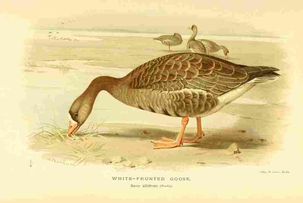 Thorburn Archibald 1885 Goose White fronted A4 Photo Print