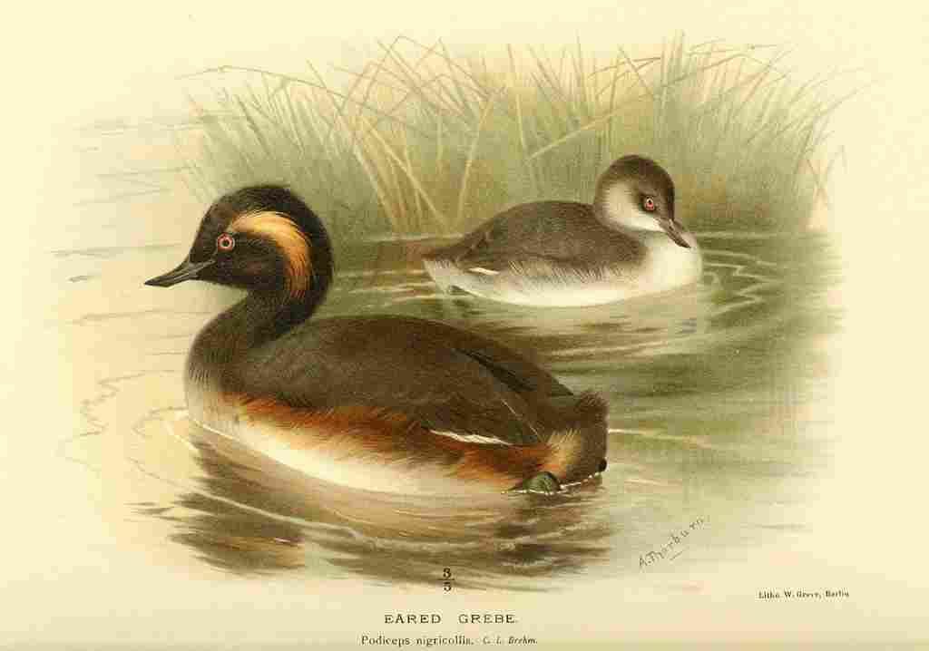 Thorburn Archibald 1885 Grebe Eared A4 Photo Print