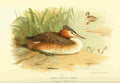 Thorburn Archibald 1885 Grebe Great Crested A4 Photo Print