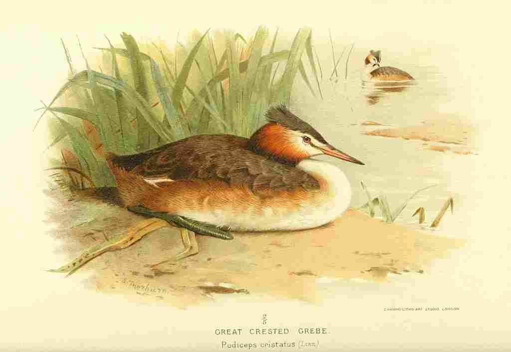 Thorburn Archibald 1885 Grebe Great Crested A4 Photo Print