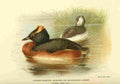 Thorburn Archibald 1885 Grebe Lesser crested horned or A4 Photo Print