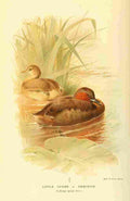 Thorburn Archibald 1885 Grebe Little or Dabchick A4 Photo Print