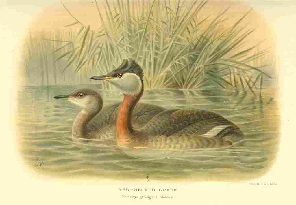 Thorburn Archibald 1885 Grebe Red necked A4 Photo Print
