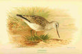 Thorburn Archibald 1885 Greenshank A4 Photo Print