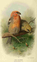 Thorburn Archibald 1885 Grosbeak Pine A4 Photo Print