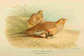 Thorburn Archibald 1885 Grouse Pallass Sand A4 Photo Print
