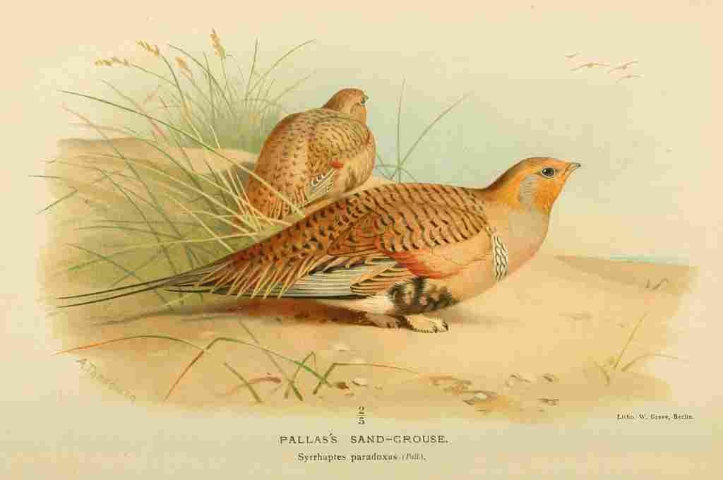 Thorburn Archibald 1885 Grouse Pallass Sand A4 Photo Print
