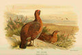 Thorburn Archibald 1885 Grouse Red A4 Photo Print