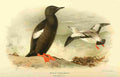Thorburn Archibald 1885 Guillemot Black A4 Photo Print