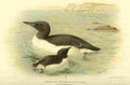 Thorburn Archibald 1885 Guillemot Brunnichs summer plu A4 Photo Print