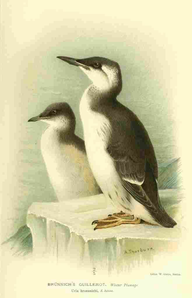 Thorburn Archibald 1885 Guillemot Brunnichs winter plu A4 Photo Print