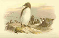 Thorburn Archibald 1885 Guillemot Common A4 Photo Print