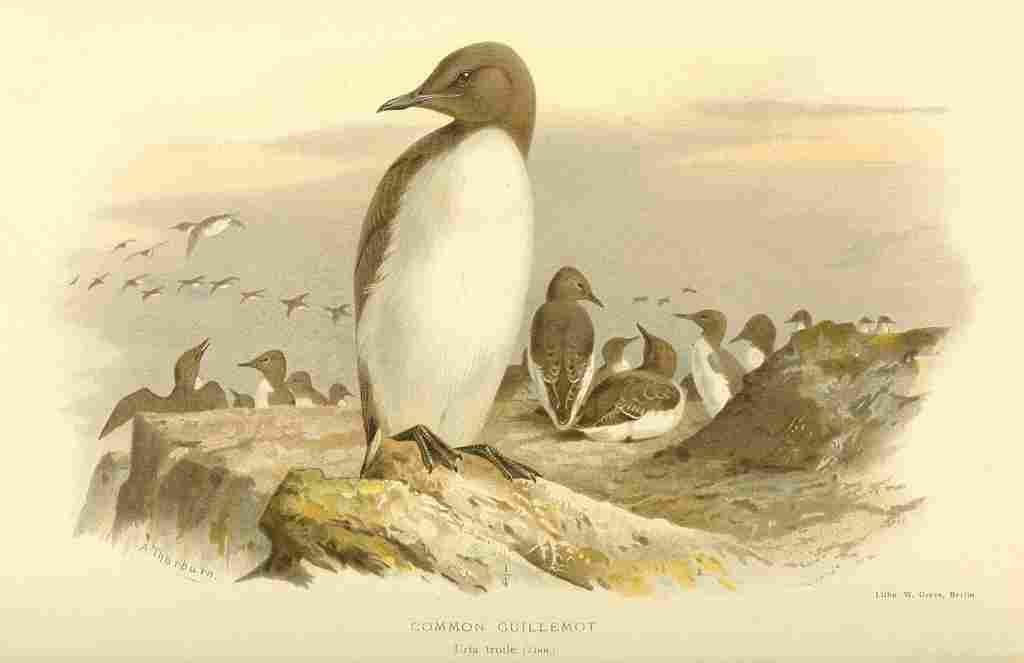 Thorburn Archibald 1885 Guillemot Common A4 Photo Print