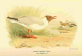 Thorburn Archibald 1885 Gull Black headed A4 Photo Print