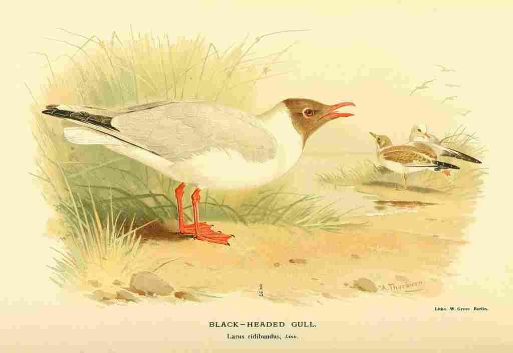 Thorburn Archibald 1885 Gull Black headed A4 Photo Print