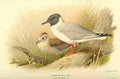 Thorburn Archibald 1885 Gull Bonapartes A4 Photo Print