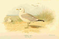 Thorburn Archibald 1885 Gull Common A4 Photo Print