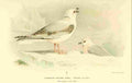 Thorburn Archibald 1885 Gull Cuneate tailed Immature & A4 Photo Print