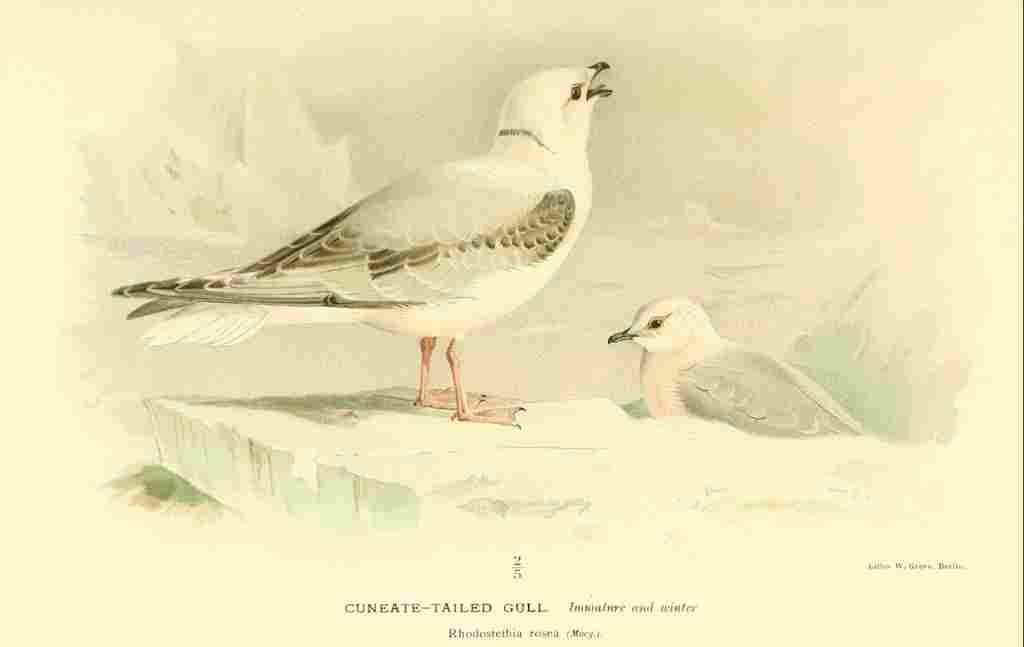Thorburn Archibald 1885 Gull Cuneate tailed Immature & A4 Photo Print
