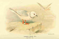 Thorburn Archibald 1885 Gull Cuneate tailed A4 Photo Print