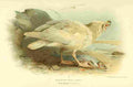 Thorburn Archibald 1885 Gull Glaucous Immature A4 Photo Print