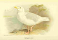 Thorburn Archibald 1885 Gull Glaucous A4 Photo Print