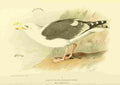 Thorburn Archibald 1885 Gull Great Black backed A4 Photo Print