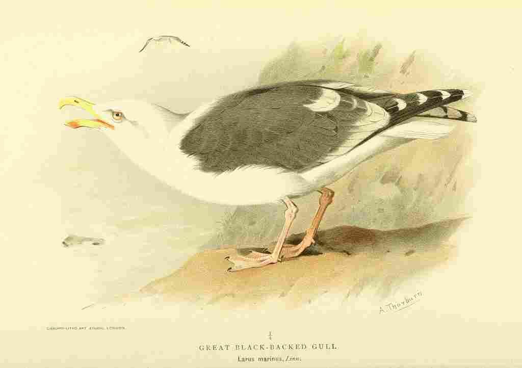 Thorburn Archibald 1885 Gull Great Black backed A4 Photo Print