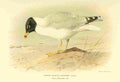 Thorburn Archibald 1885 Gull Great Black headed A4 Photo Print