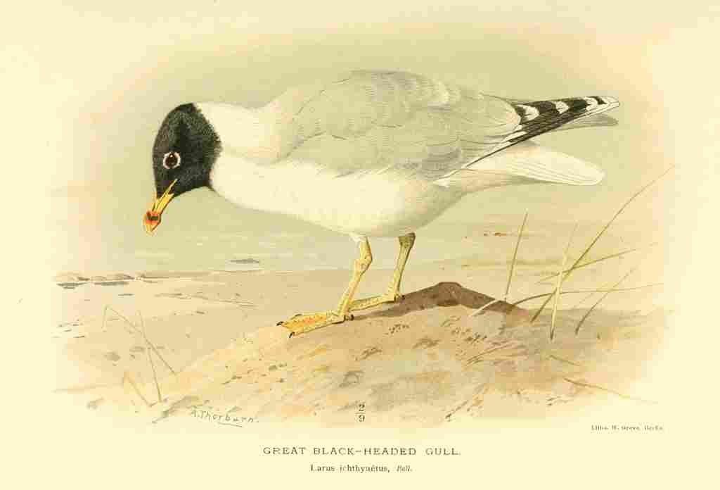 Thorburn Archibald 1885 Gull Great Black headed A4 Photo Print