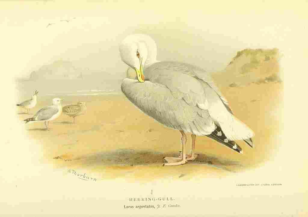 Thorburn Archibald 1885 Gull Herring A4 Photo Print