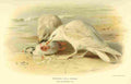 Thorburn Archibald 1885 Gull Iceland A4 Photo Print