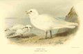 Thorburn Archibald 1885 Gull Ivory A4 Photo Print