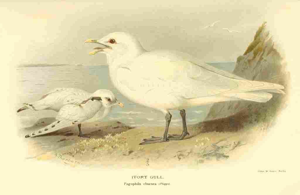 Thorburn Archibald 1885 Gull Ivory A4 Photo Print