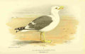 Thorburn Archibald 1885 Gull Lesser Black backed A4 Photo Print