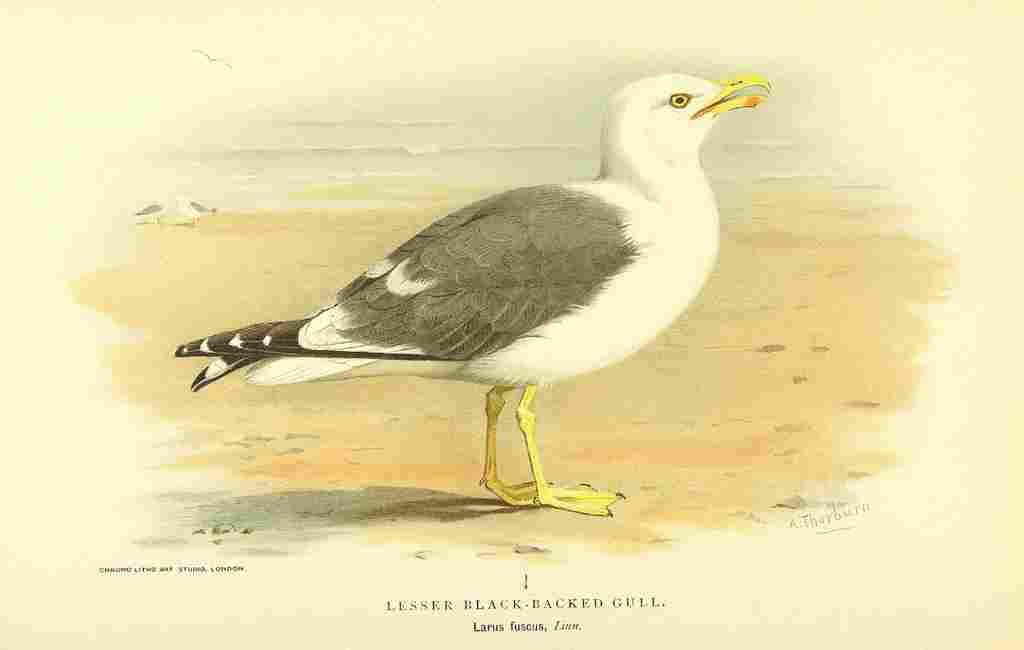 Thorburn Archibald 1885 Gull Lesser Black backed A4 Photo Print