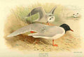 Thorburn Archibald 1885 Gull Little A4 Photo Print