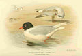 Thorburn Archibald 1885 Gull Mediterranean Black headed A4 Photo Print